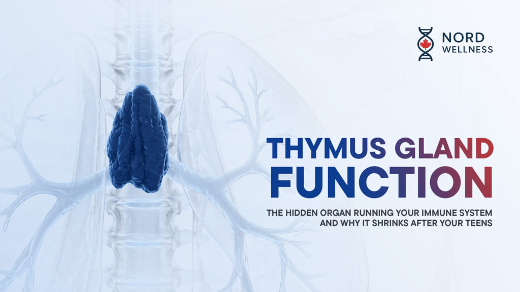 thymus-gland-function-the-hidden-organ-running-your-immune-system-and-why-it-shrinks-after-your-teens